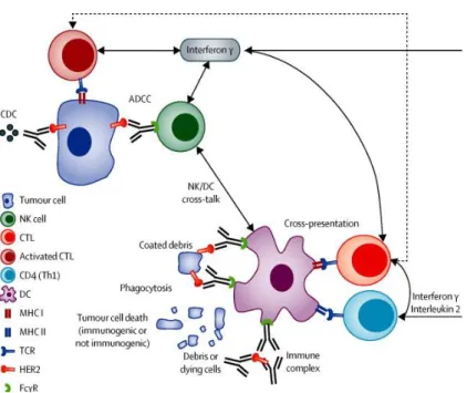 Figure 4  Interactions entre les anticorps anti HER2 et le système immunitaire (Tirée de Bianchini et al,  The Lancet oncology, 2014)