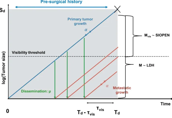 Figure  1:  Clinical  and  Preclinical  History  of  neuroblastoma: 