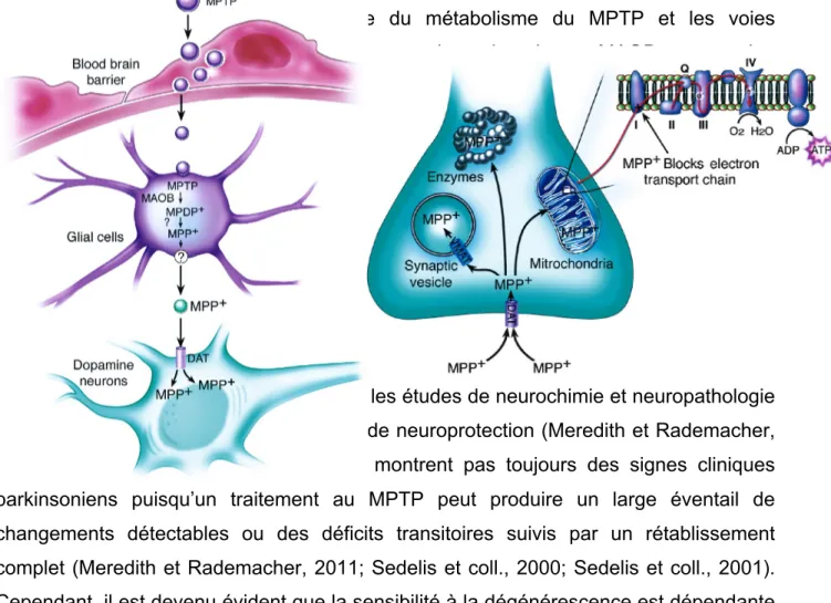 Figure  3.1.  Représentation schématique du métabolisme du MPTP et les voies  intracellulaires affectées au sein des neurones dopaminergiques
