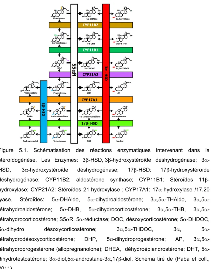 Figure  5.1. Schématisation des réactions enzymatiques intervenant  dans la  stéroïdogénèse