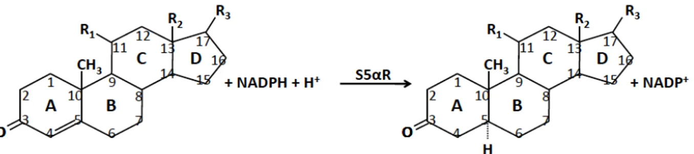 Figure  5.2.  Schéma de la réaction catalysée par les 5α-réductases (S5α-R). 