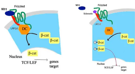 Fig. 1.  (a) Wnt canonical signalling pathway in osteoblast and (b) sclerostin mechanism  of