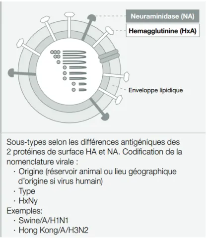 Figure 1 : Structure schématique d’un virus grippal (1) 