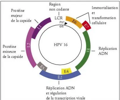 Figure 1 - Organisation du génome d'un papillomavirus humain (génotype 16) 