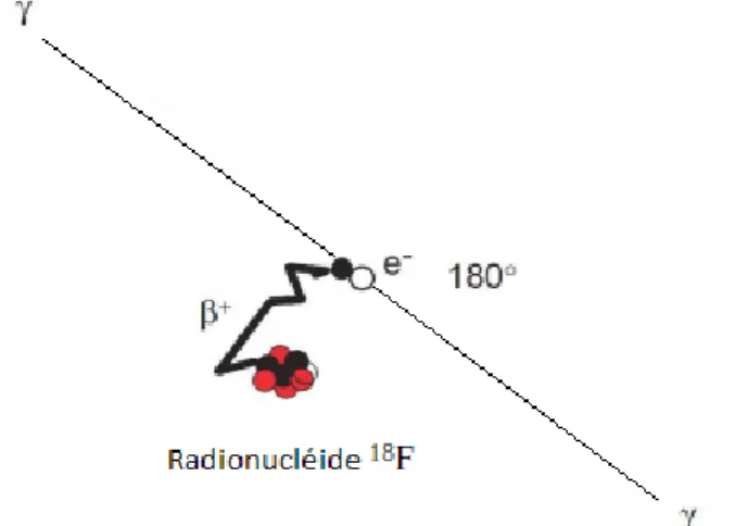 Figure 3 : Désintégration β+  du  18 F 