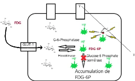 Figure 6 : Métabolisme Intra-cellulaire du FDG 