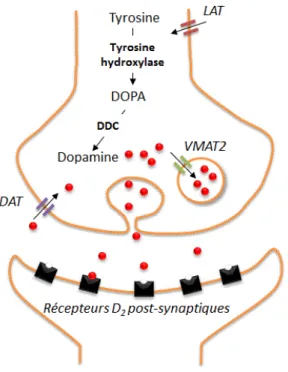 Figure 6 : Représentation   schématique   d’une   synapse   dopaminergique : LAT= large aminoacid  transporter,  DDC  =  dopa-décarboxylase,  VMAT2  =  type  2  vesicular  monoamine  transporter,  DAT = dopamine transporter