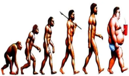 Figure 1 : Evolution des hominidés (image issue du site  