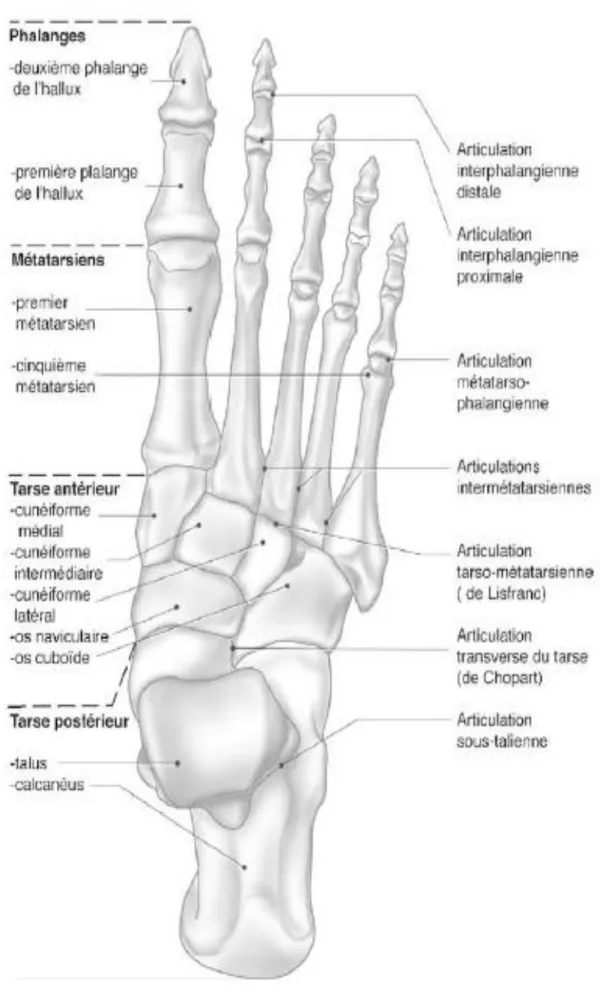 Figure 3 : Ostéologie du pied (vue supérieure). 