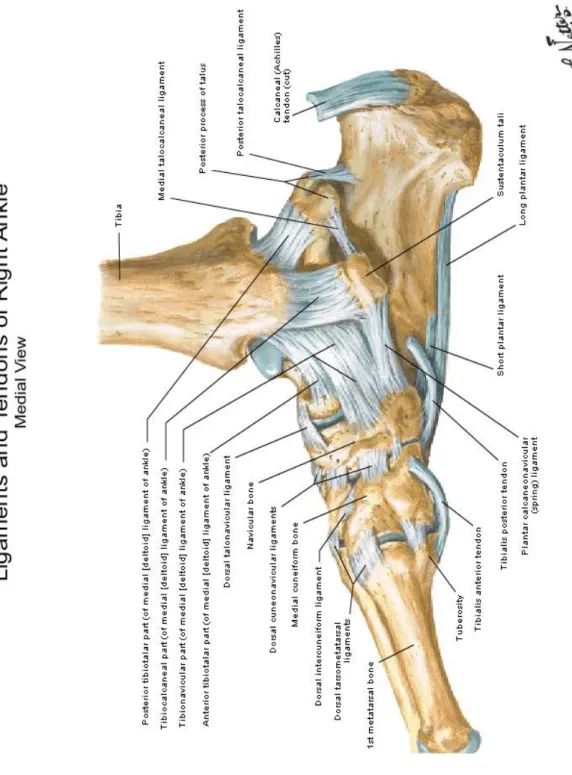 Figure 4 : Ligaments et tendons de la face interne de la cheville  (5)