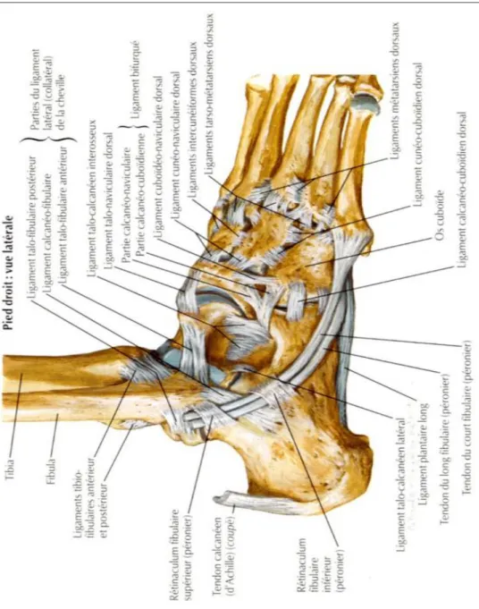 Figure 5 : Ligaments et tendons de la face latérale de la cheville. (5)   