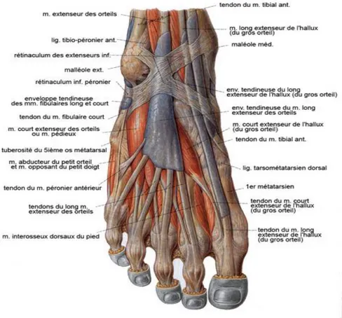 Figure 6 : Myologie du pied  (5) Le pied comprend : 