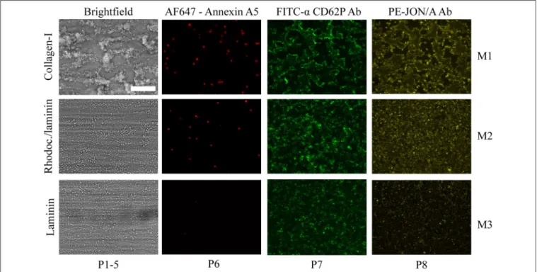 FIGURE 3 | Microscopic imaging of whole blood thrombus formation on adjacent microspots