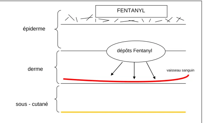 Figure 2 : Diffusion du Fentanyl de l'épiderme à la circulation sanguine 
