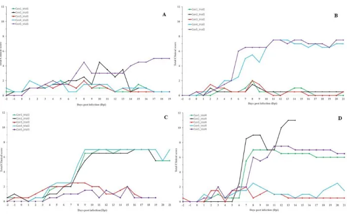 Figure 2. Total clinical score of the control animals. Infected at 0 dpi; (A): Trial 1; (B): Trial 2; (C): Trial 3; (D): Trial 4