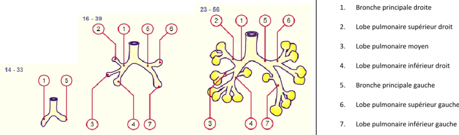 Figure 5 : Développement pulmonaire jusqu’à la fin du stade alvéolaires. 