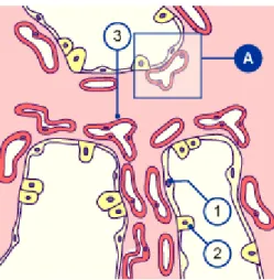 Figure  8 :  Image  histologique  du  stade  sacculaire :  les  capillaires  se  multiplient  autour  des  acini
