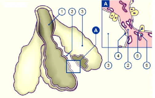 Figure 10 : Stade alvéolaire avant la naissance. 