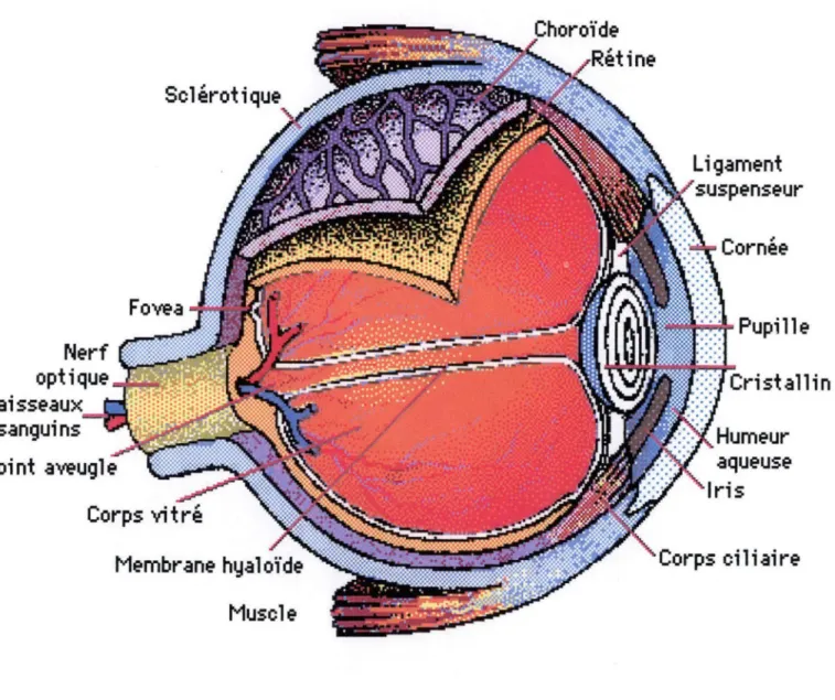 Figure 1 : anatomie de 1 'œil (d'après l'encyclopédie Encarta) 