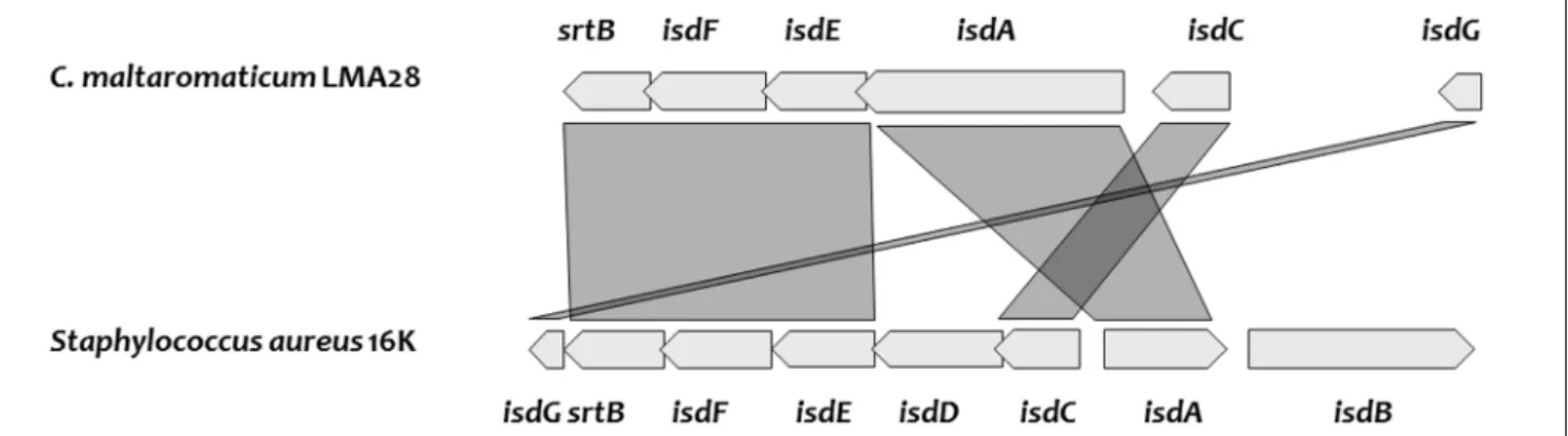 FIGURE 5 | Genes encoding heme uptake system, cluster organization, and synteny between C