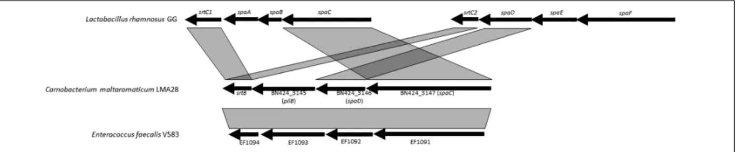 FIGURE 6 | Genetic organization and synteny of pili synthesis genes between C. maltaromaticum LMA28, Lactobacillus rhamnosus GG, and Enterococcus faecalis V583.