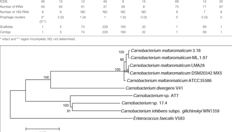 FIGURE 2 | Phylogenetic tree of the Carnobacterium strains subjected to comparative genome analysis