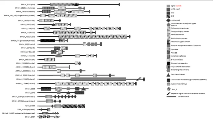 FIGURE 4 | Putative surface proteins containing predicted functional domains.