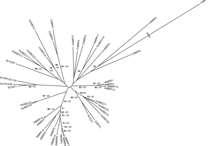 Figure 5. Phylogenetic tree of the MRP subfamily of ABC transporters. The tree is the most parsimonious tree (25,015 steps) for which branch lengths were estimated by maximum likelihood (ML) using the VT model of amino acid substitution (log L 5 2113,214.9