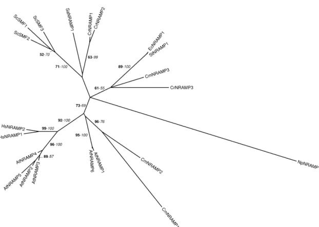 Table II). After the completion of the genome project, a major challenge for the Chlamydomonas community will be the cloning of full-length cDNAs to accurately determine gene structures and protein sequences.