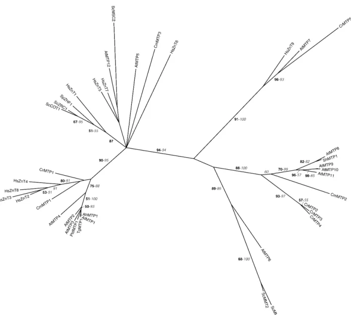 Figure 1. Phylogenetic tree of the CDF family. The tree is the strict consensus of the five most parsimonious trees (8,358 steps) for which branch lengths were estimated by maximum likelihood (ML) using the VT model of amino acid substitution (log L 5 237,