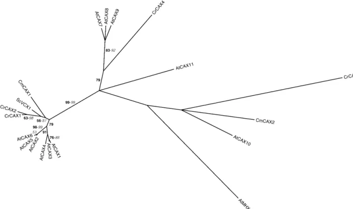 Figure 3. Phylogenetic tree of the CAX family. The tree is the most parsimonious tree (4,207 steps) for which branch lengths were estimated by maximum likelihood (ML) using the VT model of amino acid substitution (log L 5 219,012.92)