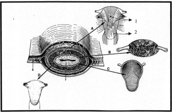 Figure  1 :  différentes  couches  du  myomètre  (d'après  P.Kamina,  dans  Anatomie  gynécologique et obstétricale 1984 )