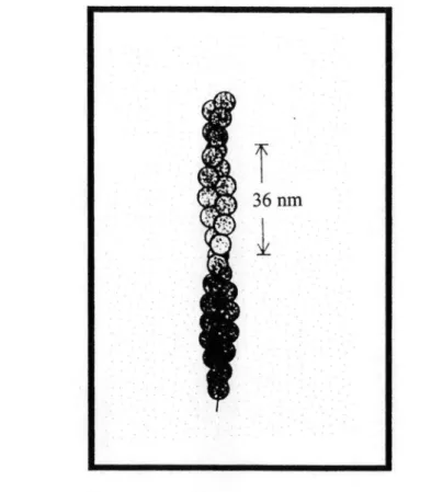 Figure  3:  représentation  schématique  d'un  filament  d'actine  montrant  la  configuration hélicoïdale des molécules globulaires 