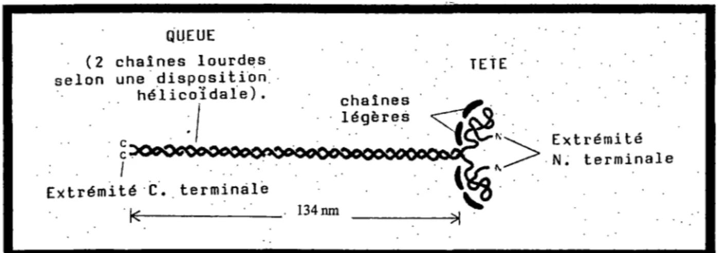 Figure 4  :représentation schématique d'une molécule de myosine  Chacune des 2 têtes porte une chaîne légère de chaque type