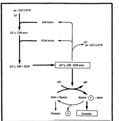 Figure 5 :régulation de la contractilité par phosphorylation/déphosphorylation de  la  myosine