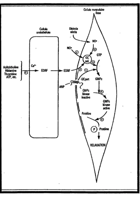 Figure  7: mode d'action du GMPc sur la cellule vasculaire lisse 