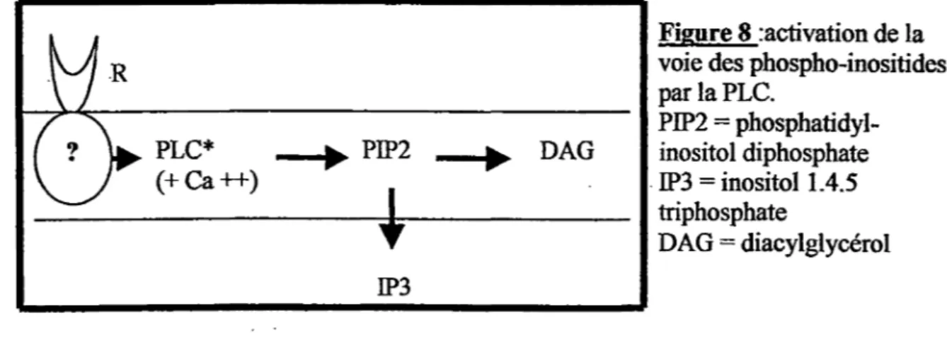Figure 8  :activation de la  voie des phospho-inositides  parlaPLC.  PIP2  =   phosphatidyl-inositol diphosphate  