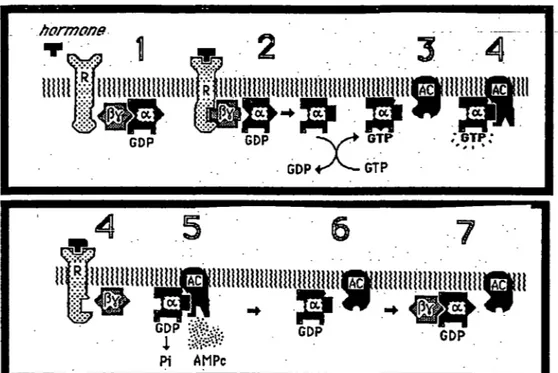 Figure 7  :Système adényl cyclase/AMPc et protéine G.(d'après J.Pelmont  dans Enzymes 1990)