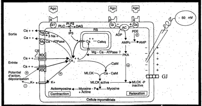 Figure 8 : schéma résumant les différents niveaux de régulation de la contraction de la  fibre utérine