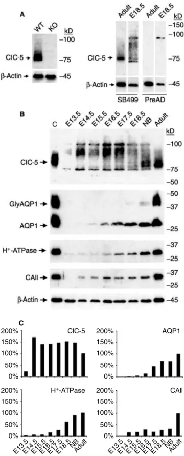 Fig. 1. Comparative ontogeny of ClC-5 in mouse kidney. (A) Char- Char-acterization of the SB499 anti-ClC-5 antibodies