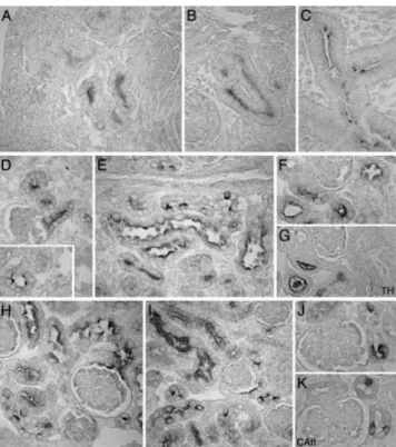 Fig. 7. Segmental distribution of H + -ATPase in the developing mouse kidney. (A–L) Immunostaining for H + -ATPase, and (K, M) ClC-5 in the developing mouse kidney at (A, E, F) E15.5 (B, G, H) E16.5 (C, J–M) E18.5, and (D, I) newborn kidney