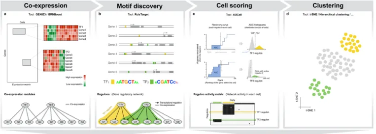 Figure  1.  The  SCENIC  workflow.  (a)  In  the  first  step, co-expression  modules  between  transcription  factors  and  candidate  target  genes  are  inferred  with  GENIE3  or  GRNboost