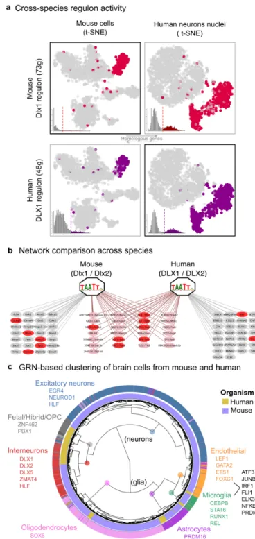 Figure  3.  Cross-species  comparison  of  networks  and  cell  types.  (a)  Reciprocal  activity  of  human and mouse Dlx1/2 regulons on mouse and human single-cell data