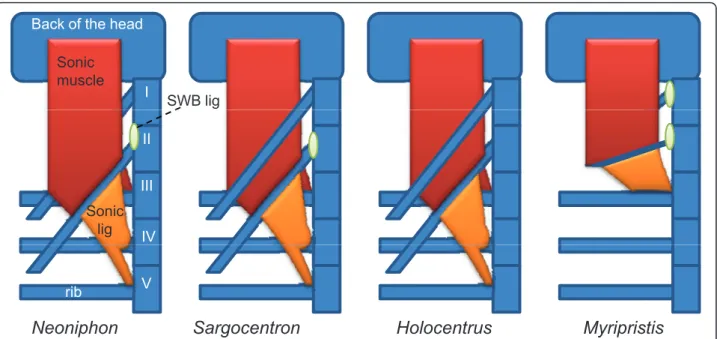 Figure 12 Schematic dorsal view of the left part of the sound producing apparatus in different Holocentridae species.