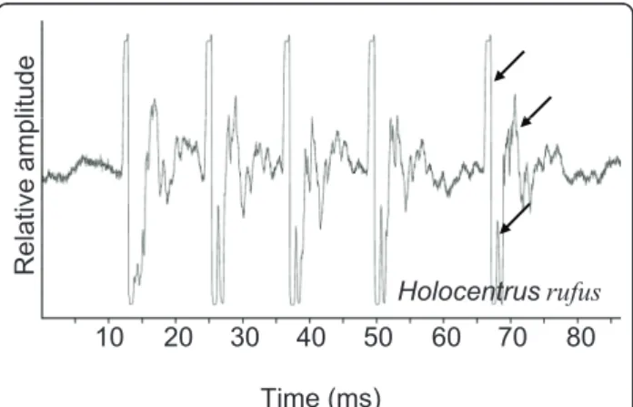 Figure 8 Oscillogram in Holocentrus rufus. Arrows indicate the peaks within the pulse.