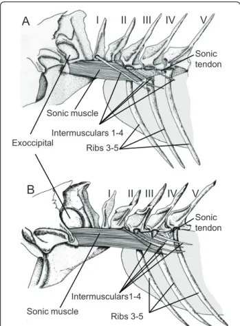 Figure 9 Left lateral view of the sound producing apparatus in Sargocentron diadema (A) and in Neoniphon sammara (B).