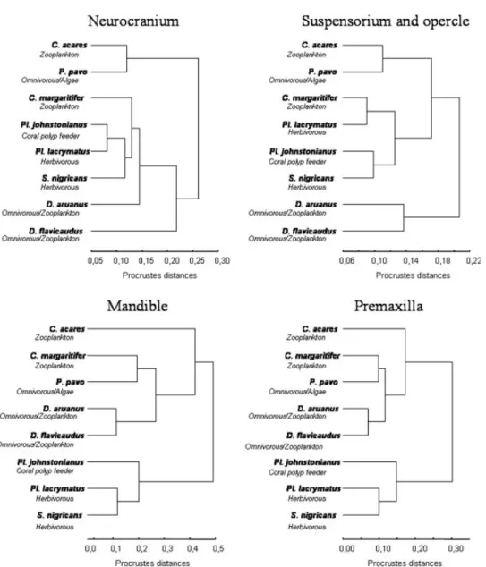 Fig. 7. Phenogram based on Procrustes shape distances in the analysis of the species means for the neurocranium; the ‘‘suspensorium and opercle’’ unit; the mandible and the premaxilla.