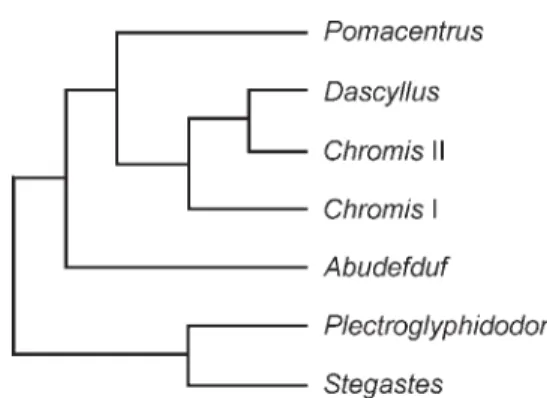 Fig. 8. Phylogenetic relationships among the five studied Pomacentridae genera according to Tang (2001), Jang-Liaw et al