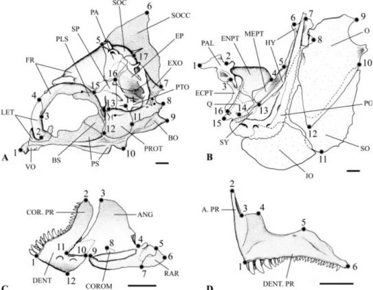 Fig. 1. Dascyllus aruanus. Localization of the different landmarks (LM) on, (A) the neurocranium; (B) the suspensorium and the opercle; (C) the mandible and (D) the premaxilla