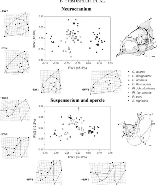 Fig. 3. Scatter plot of relative warp 1 and 2 (RW1 and RW2) of the neurocranium and the unit ‘‘suspensorium and opercle’’